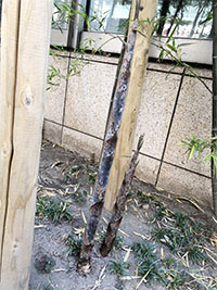 六本木クリーンアップ2